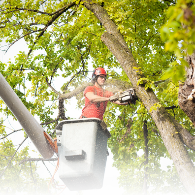 Maintenance person trimming a tree. 
