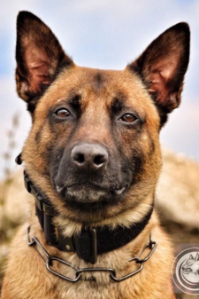 A police dog. 